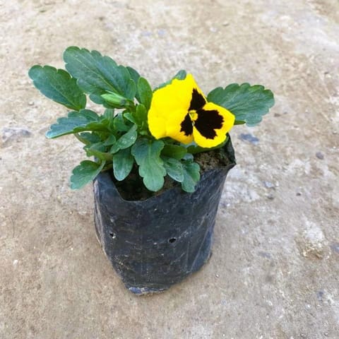 Pansy (any colour) in 4 Inch Nursery Bag