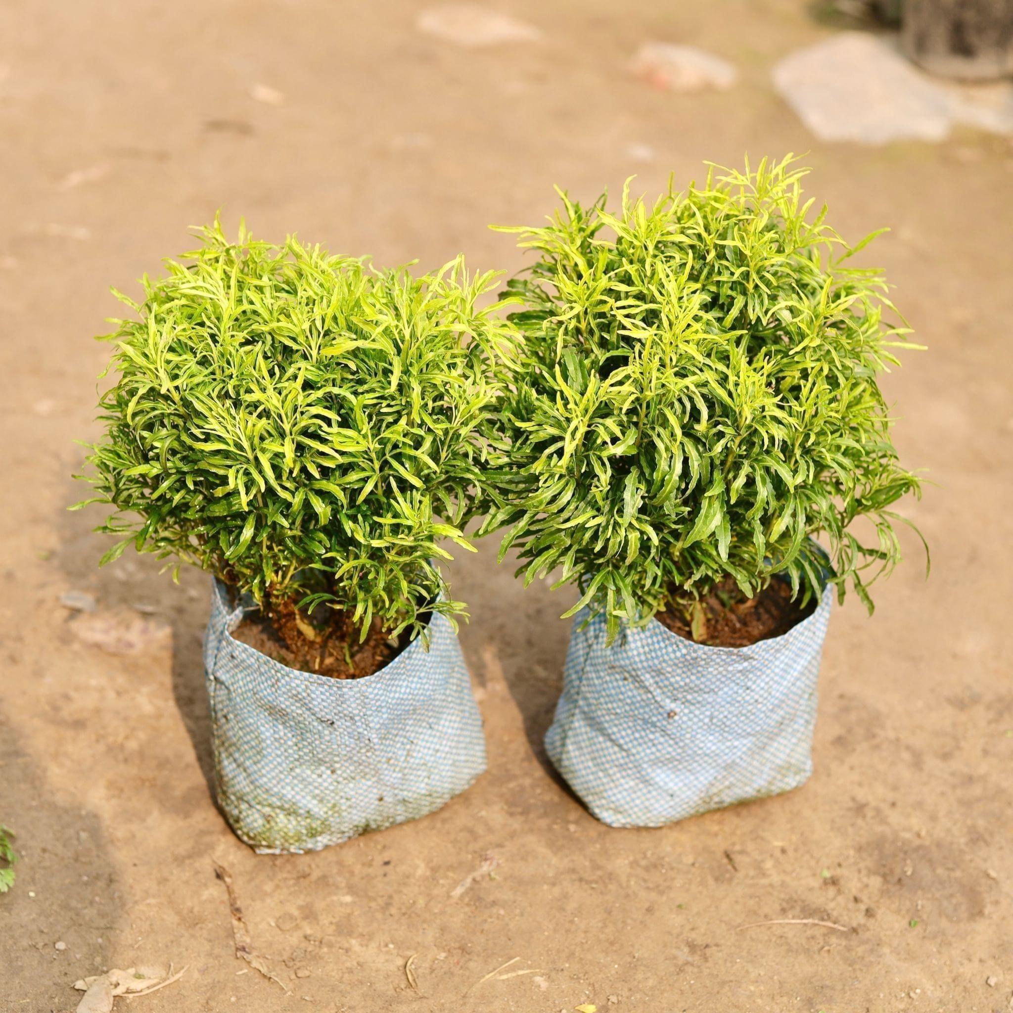 Set of 2 - Aralia Golden in 8 Inch Nursery Bag