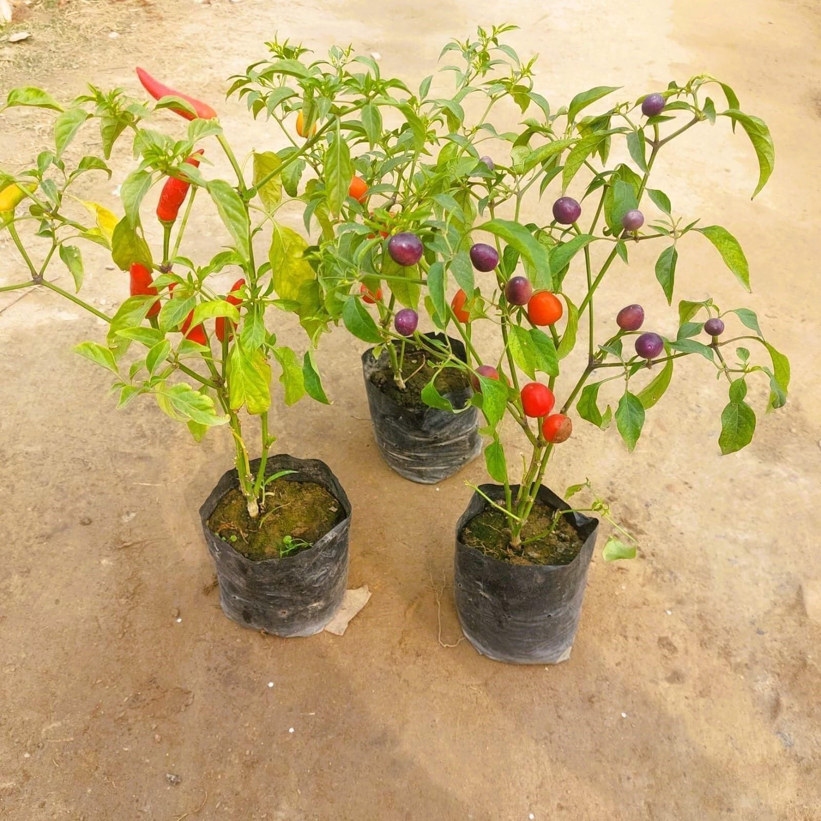 Set of 3 - Ornamental Chilli (any colour) in 4 Inch Nursery Bag
