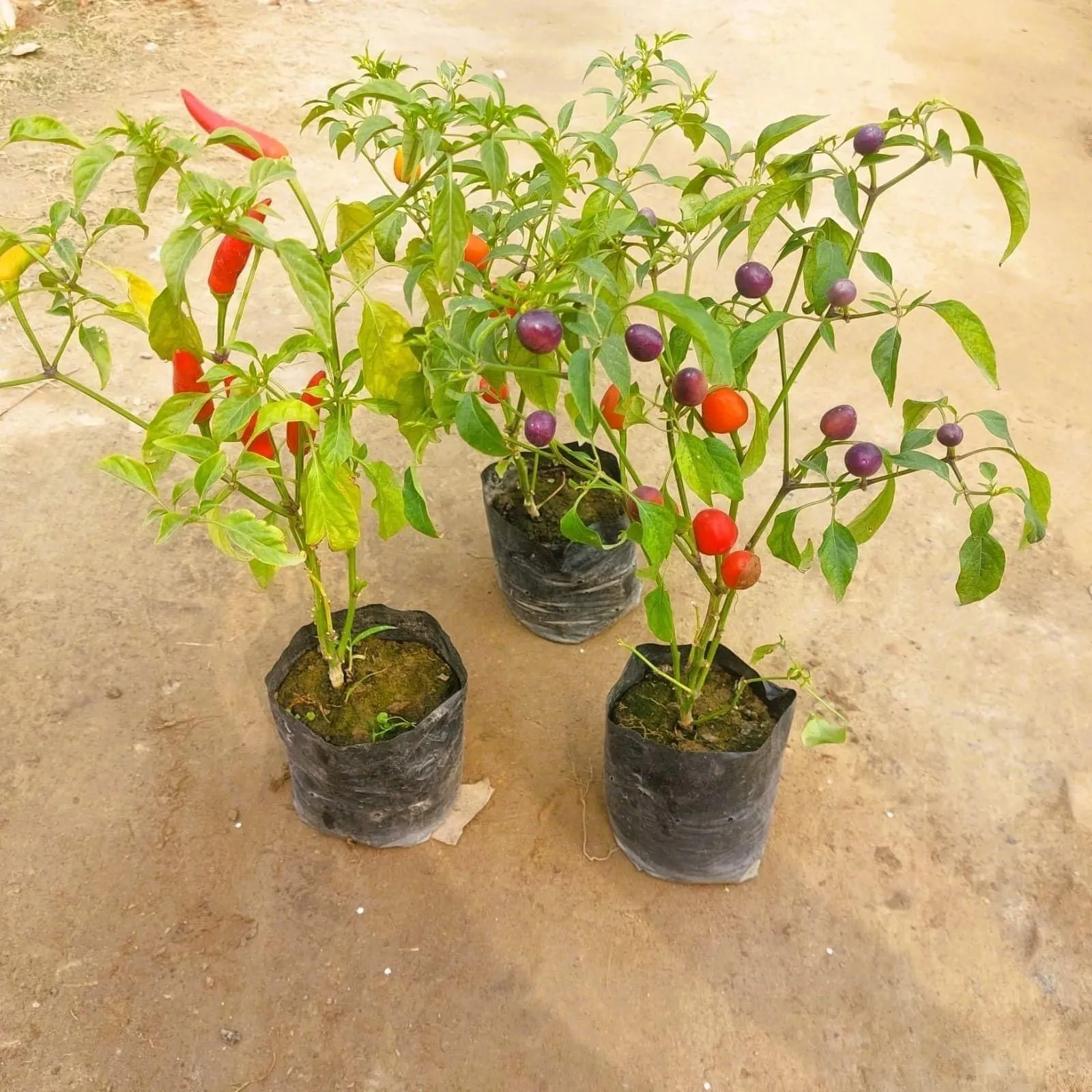 Set of 3 - Ornamental Chilli (any colour) in 4 Inch Nursery Bag