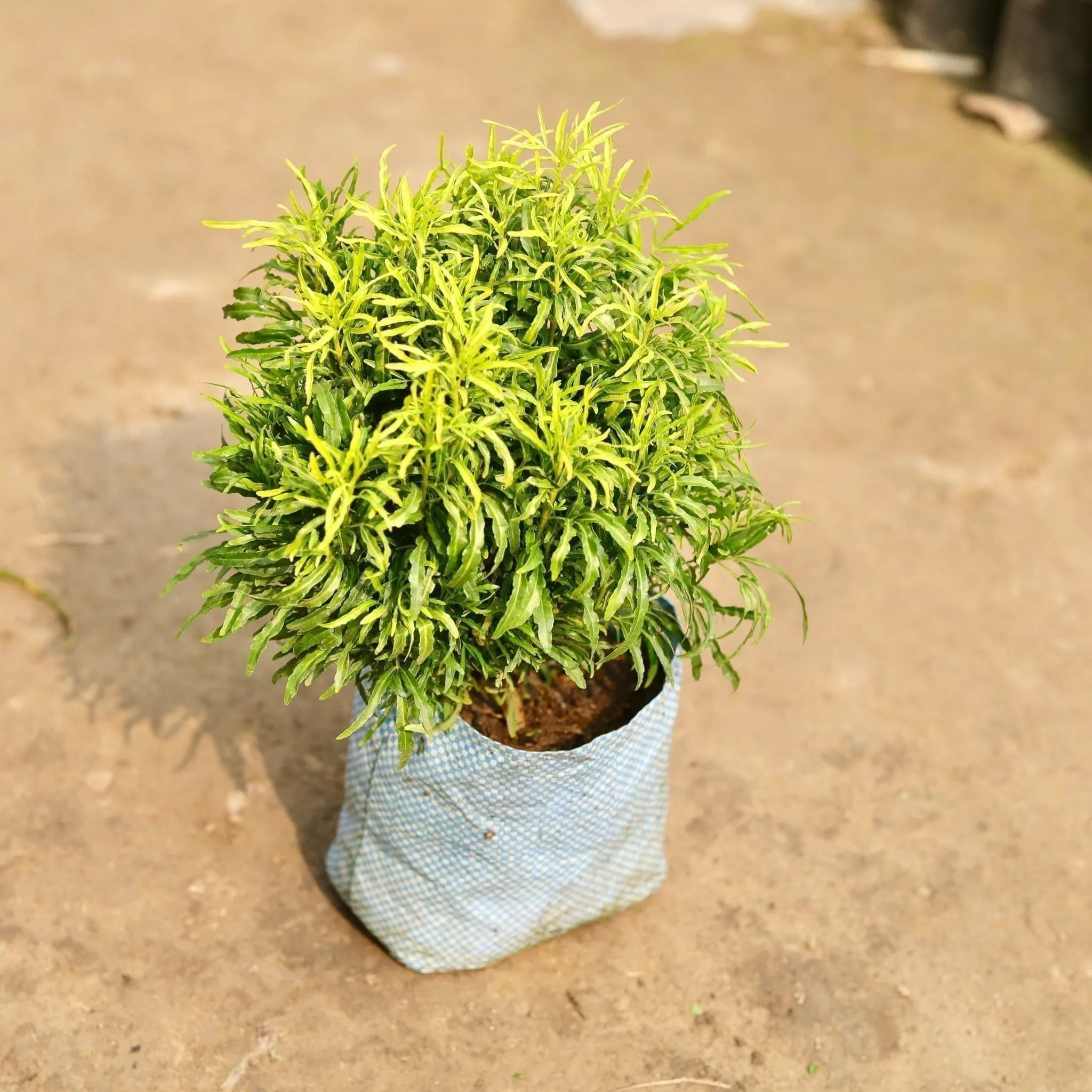 Aralia Golden in 8 Inch Nursery Bag