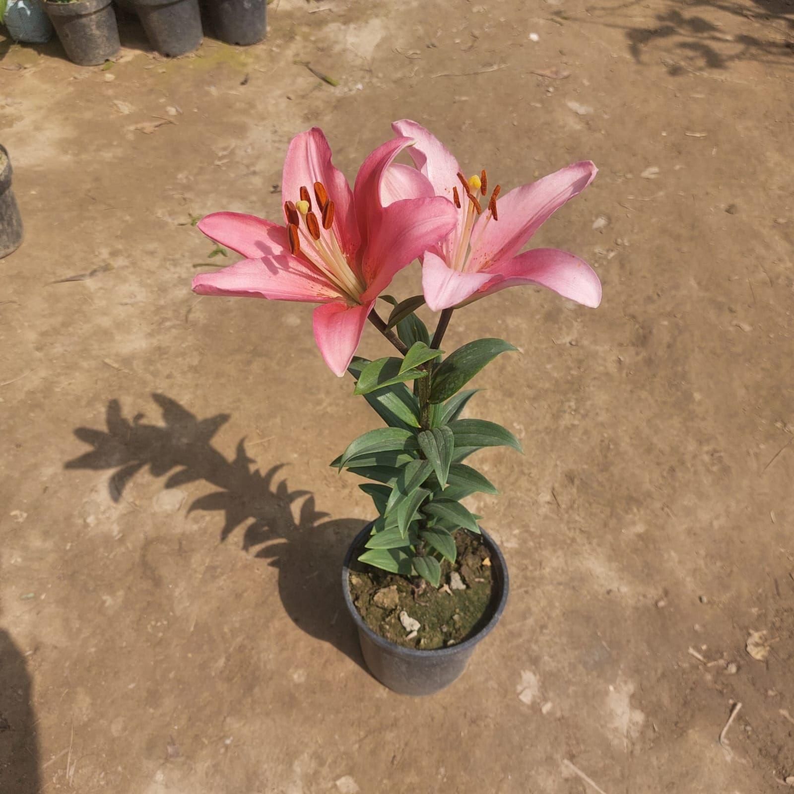 Asiatic Lily (any colour) in 6 Inch Nursery Pot