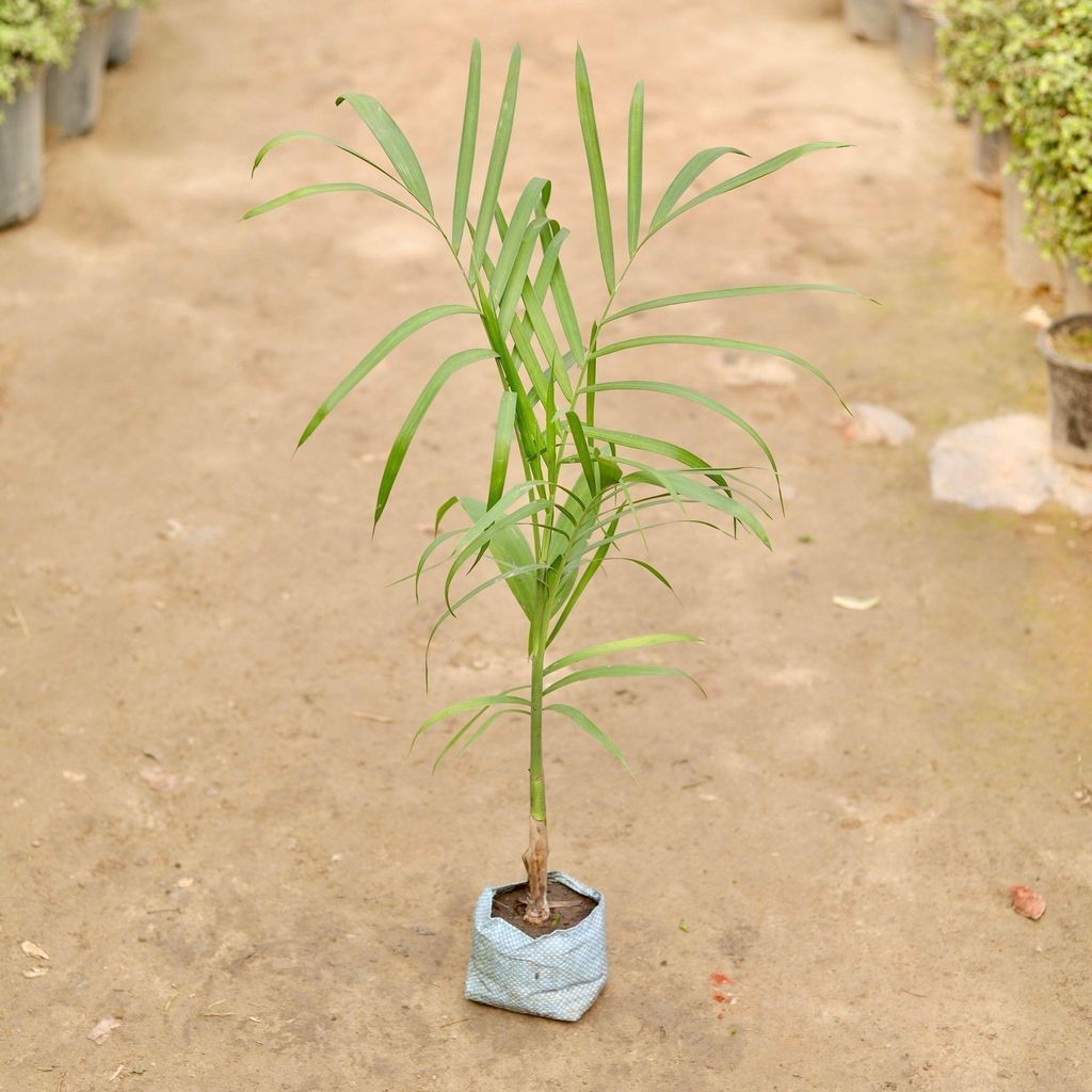 Buy Cane palm in 5 Inch Nursery Bag Online | Urvann.com Cane palm in 5 Inch Nursery Bag