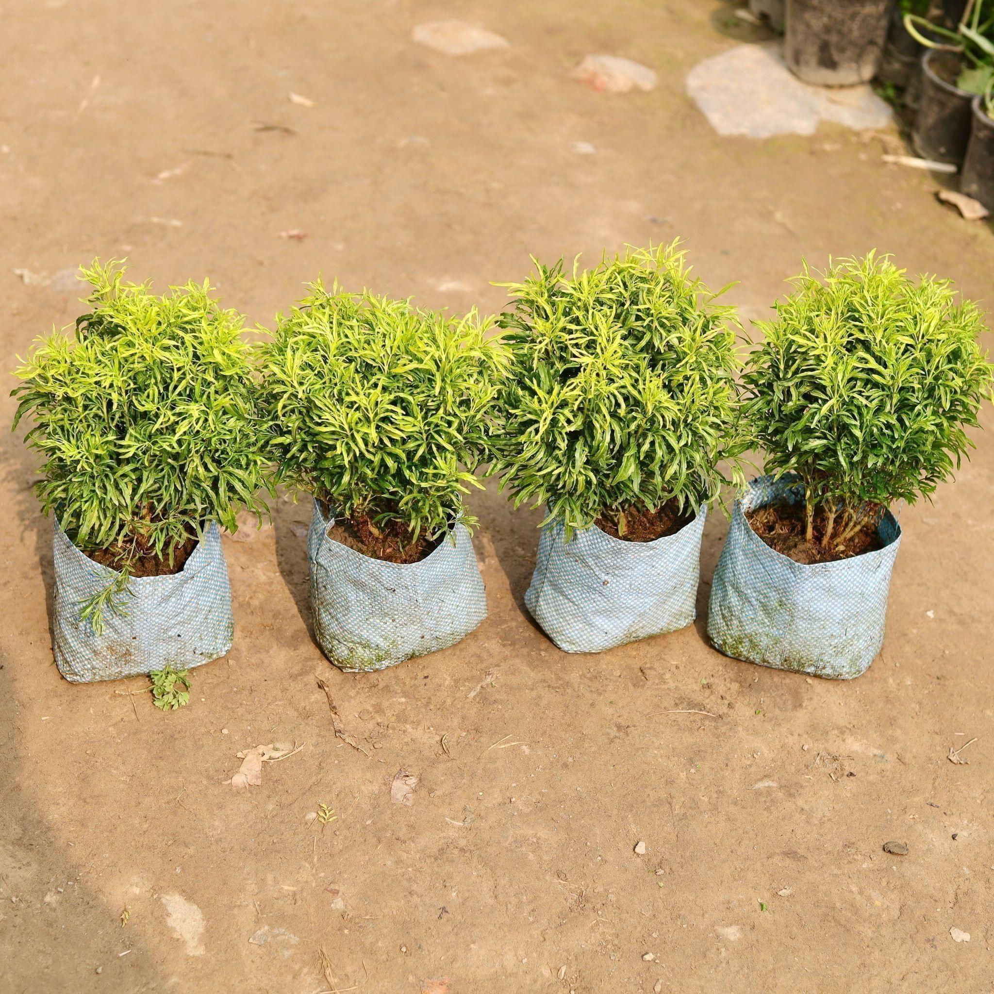 Set of 4 - Aralia Golden in 8 Inch Nursery Bag