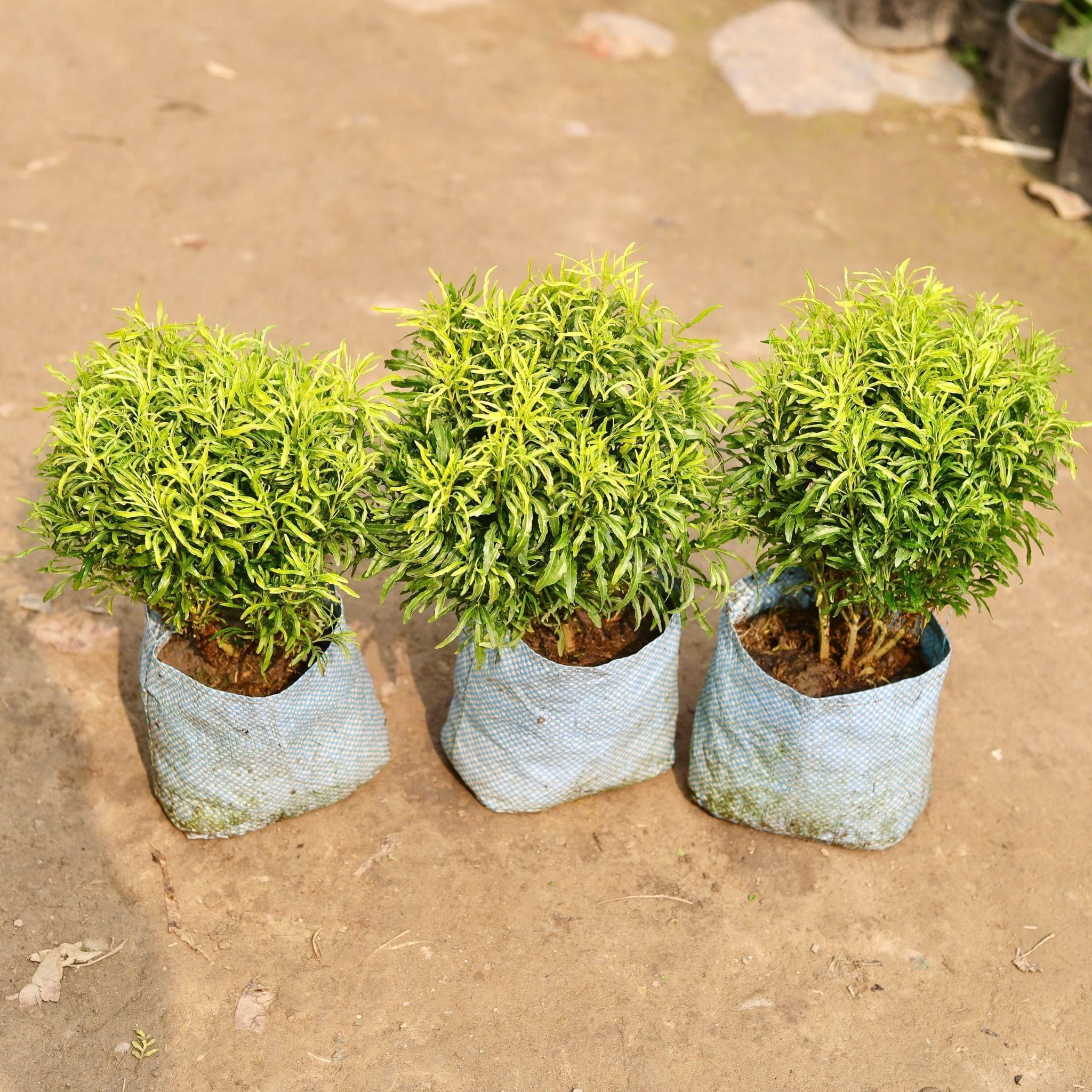 Set of 3 - Aralia Golden in 8 Inch Nursery Bag