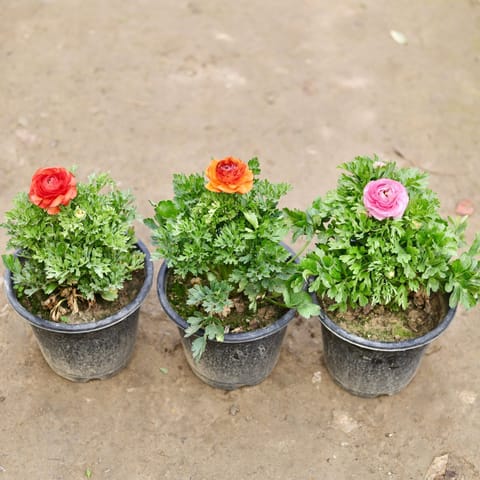 Set of 3 - Ranunculus/ Buttercup (any colour) in 8 Inch Nursery Pot