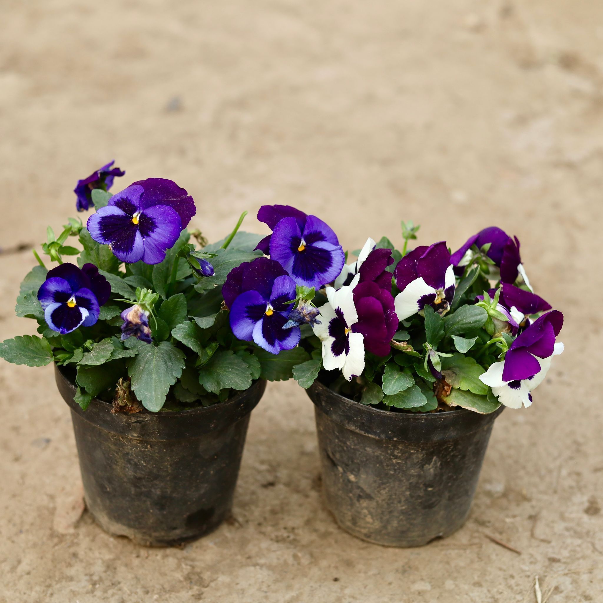 Set of 2 - Pansy (any colour) in 6 Inch Nursery Pot