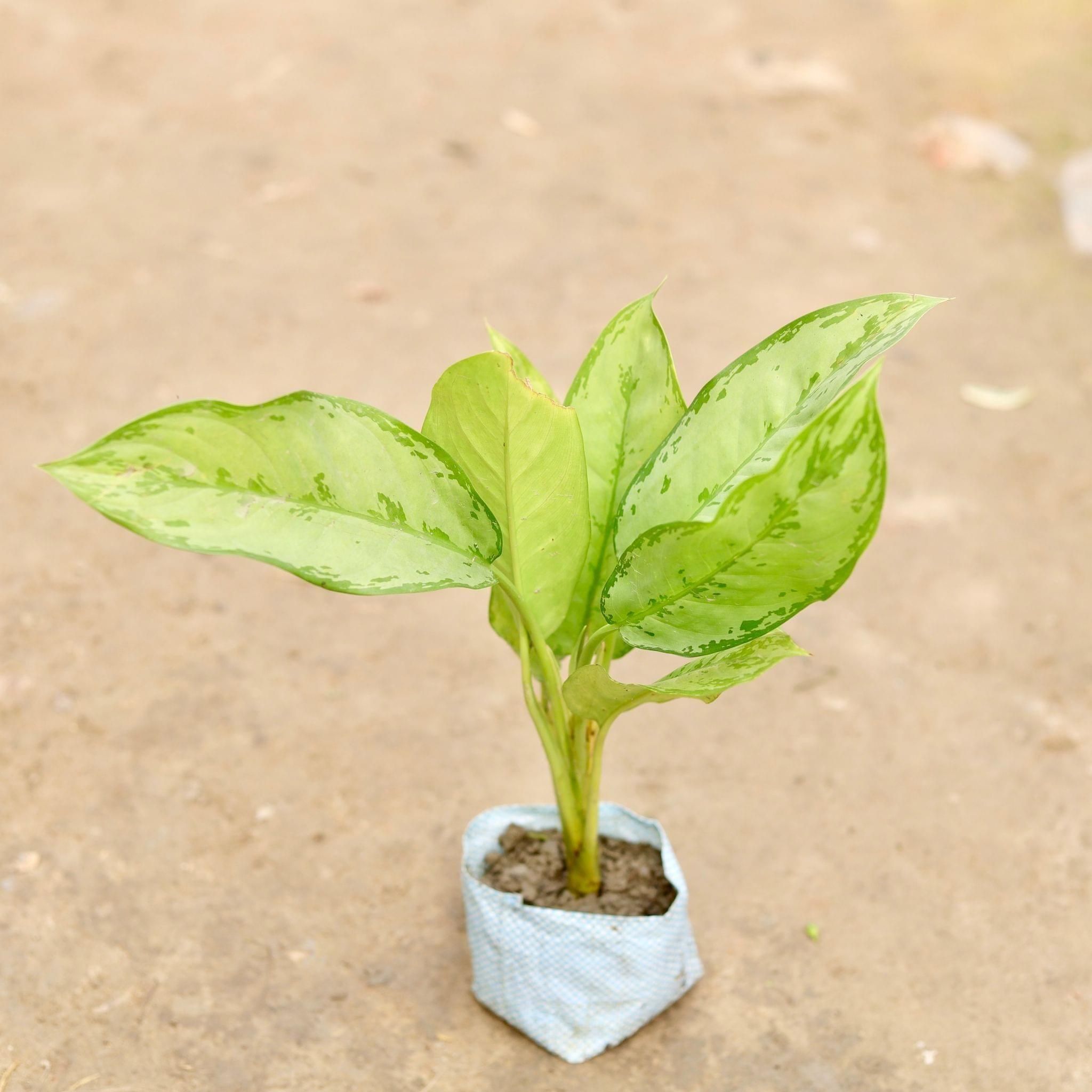 Aglaonema Maria Christina in 5 Inch Nursery Bag