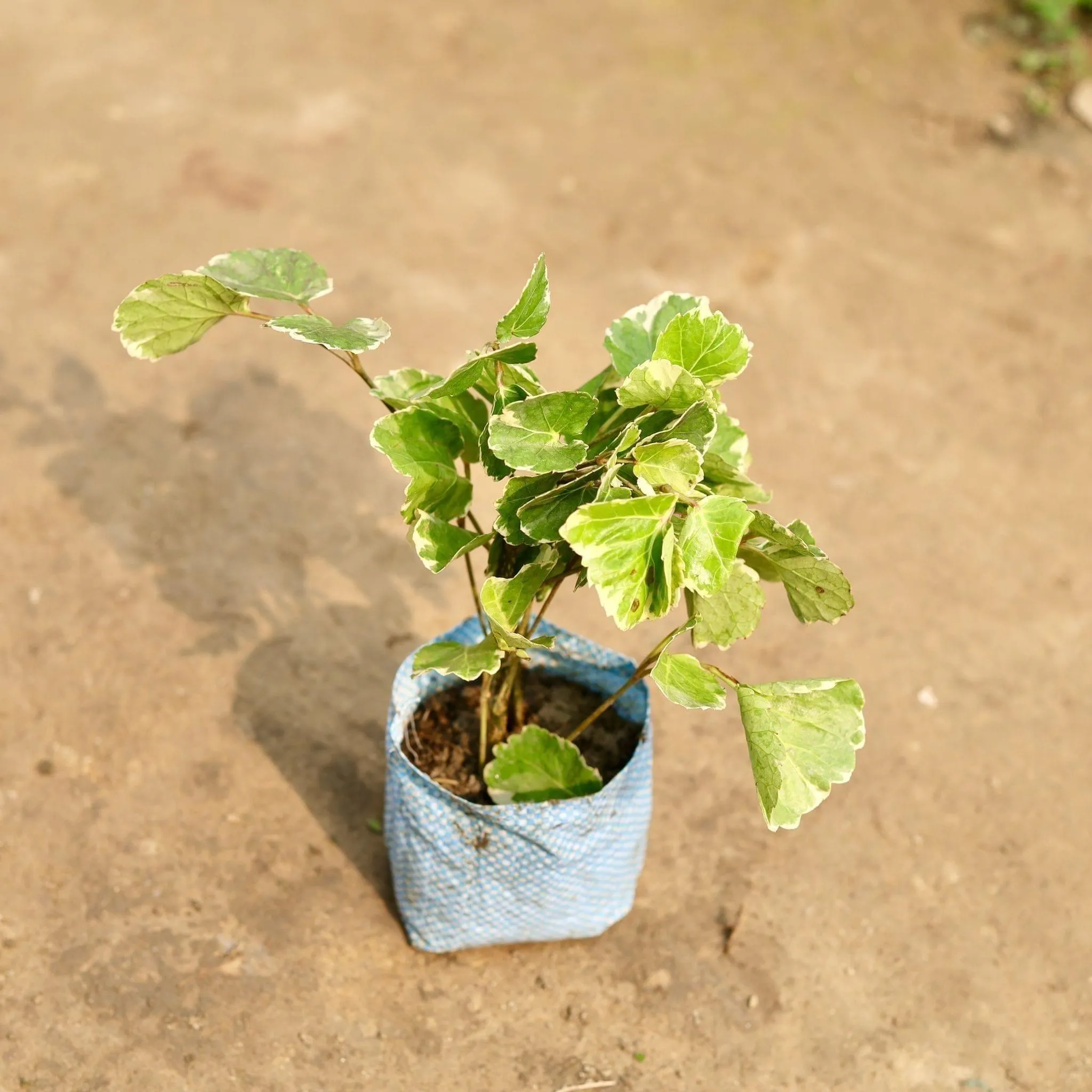 Aralia Apple in 4 Inch Nursery Bag