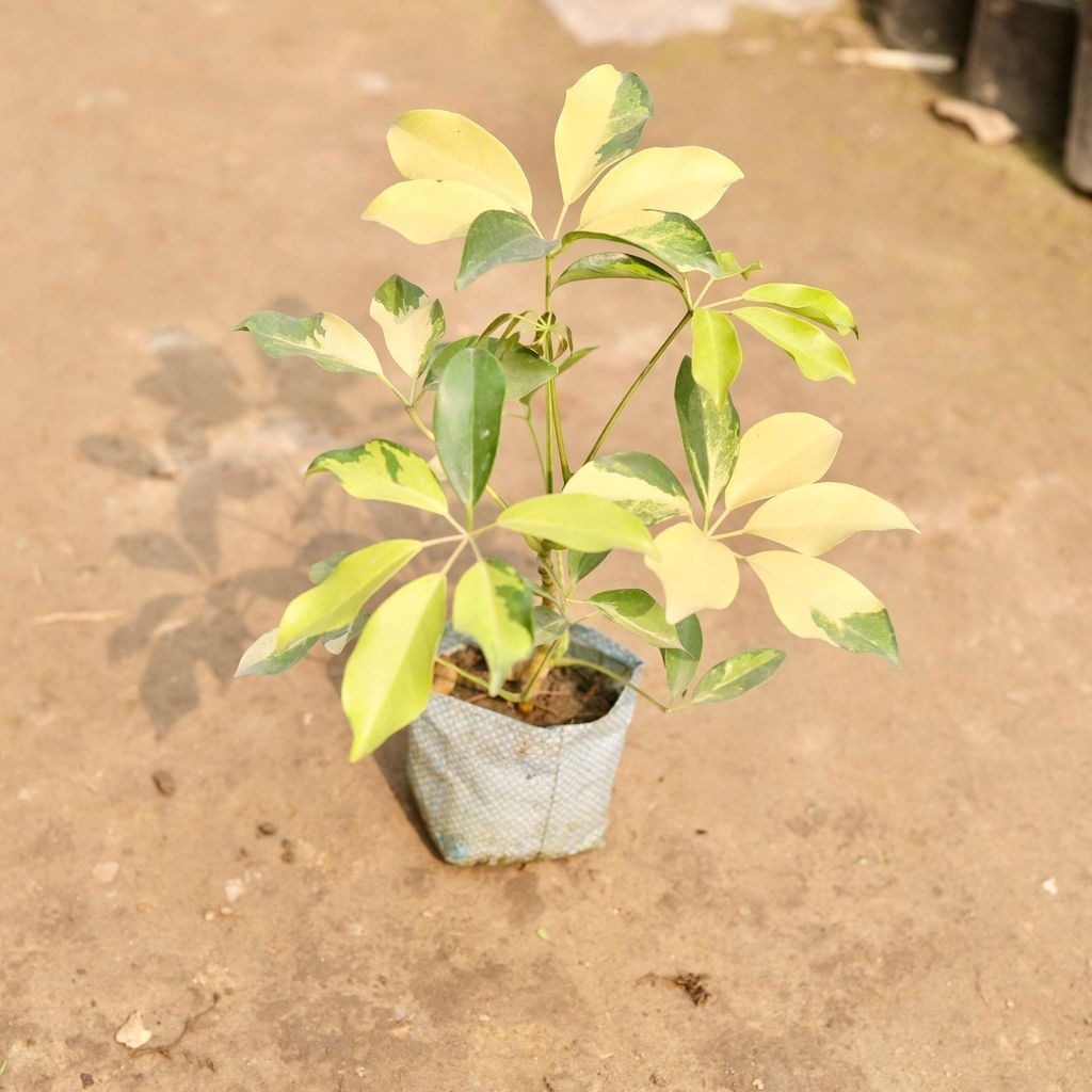 Buy Schefflera Brassia in 5 Inch Nursery Bag Online | Urvann.com Schefflera Brassia in 5 Inch Nursery Bag