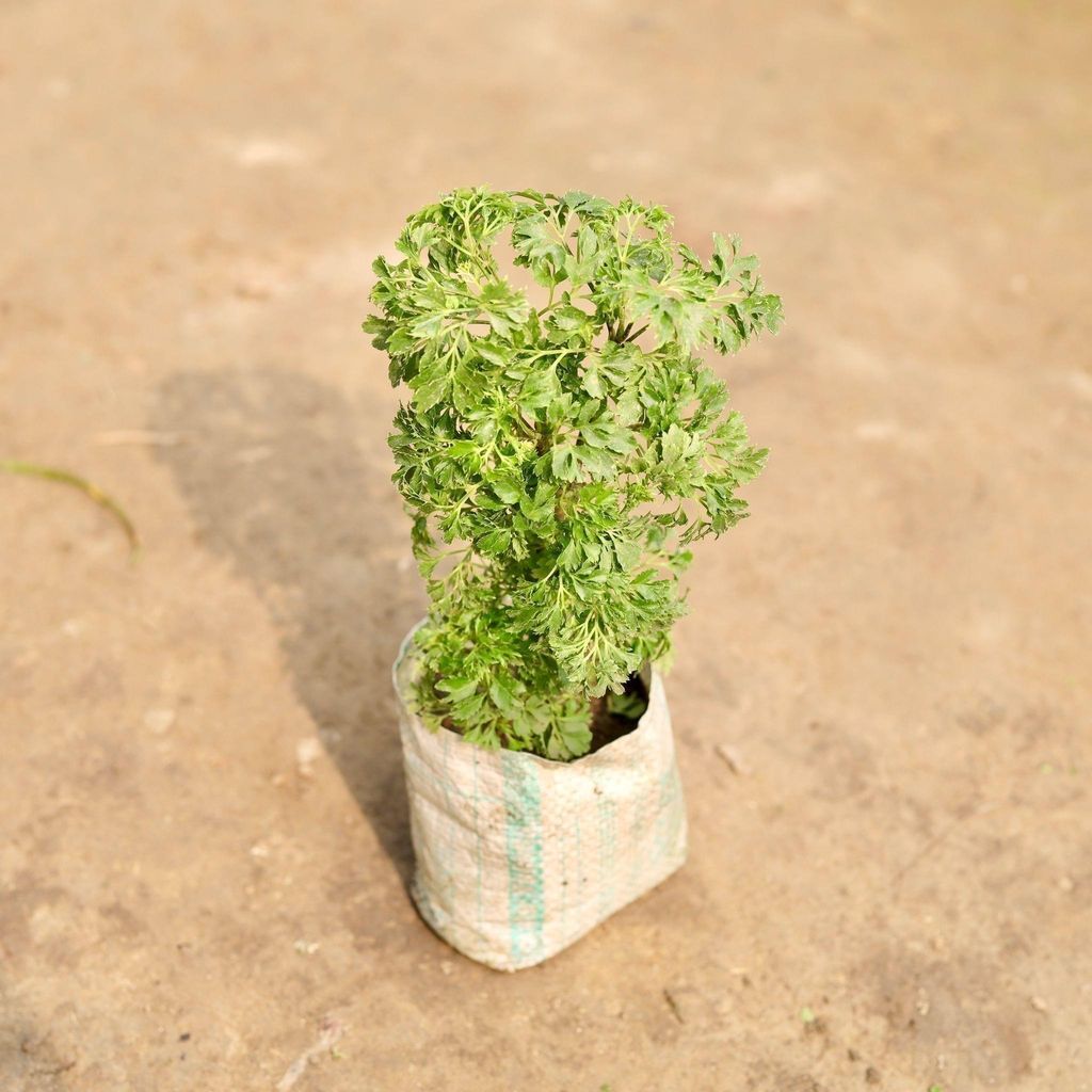 Buy Aralia Bush in 4 Inch Nursery Bag Online | Urvann.com Aralia Bush in 4 Inch Nursery Bag