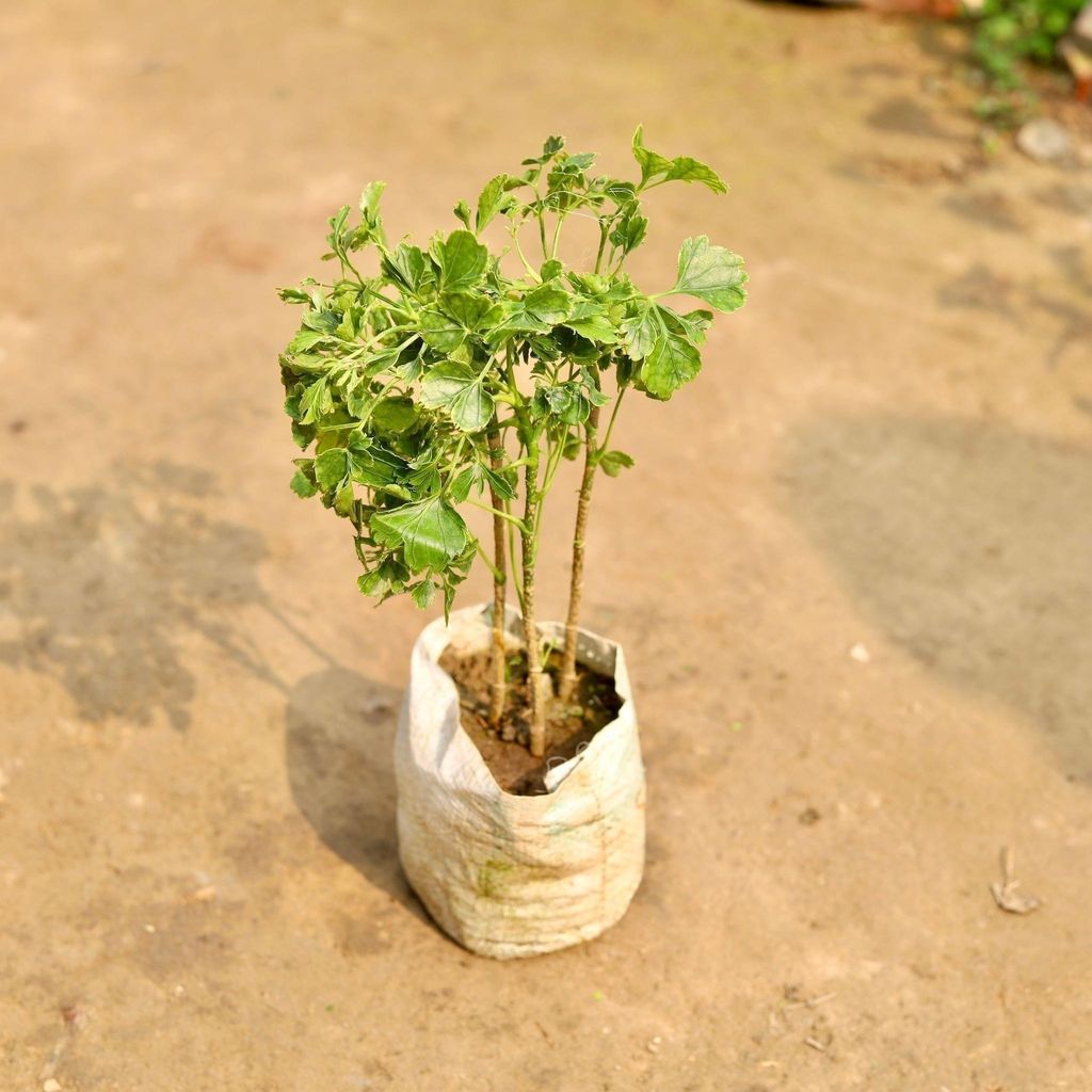 Buy Aralia Ming in 5 Inch Nursery Bag Online | Urvann.com Aralia Ming in 5 Inch Nursery Bag