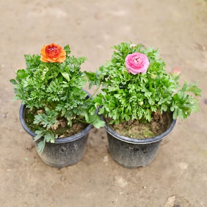 Buy Set of 2 - Ranunculus?/ Buttercup (any colour) in 8 Inch Nursery Pot Online | Urvann.com