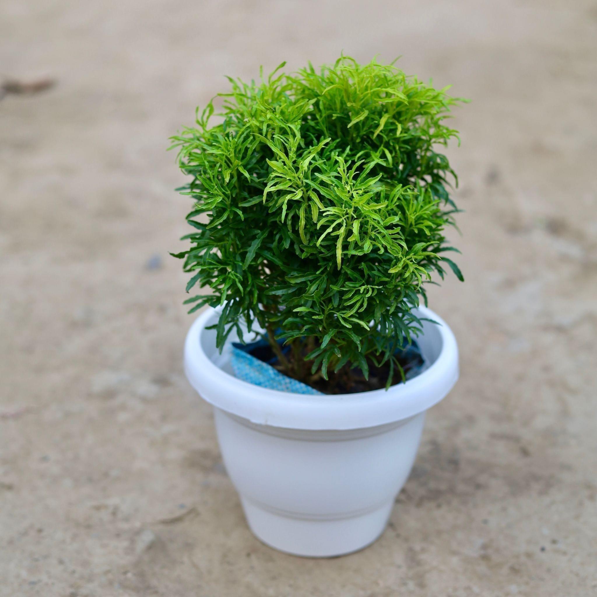 Golden Aralia in 8 Inch Classy White Plastic Pot