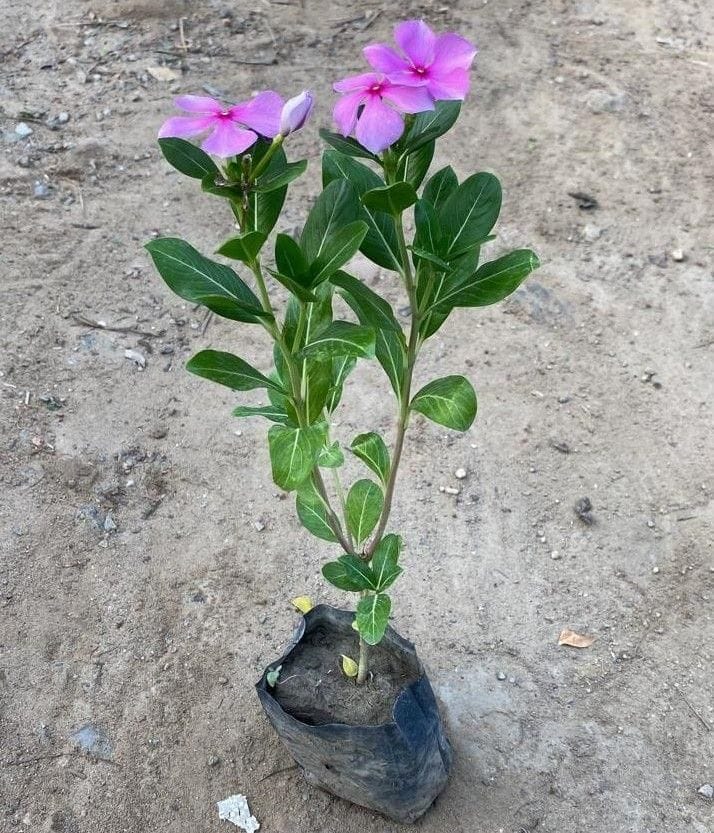 Vinca / Periwinkle / Sadabahar (any colour) in 3 Inch Nursery bag