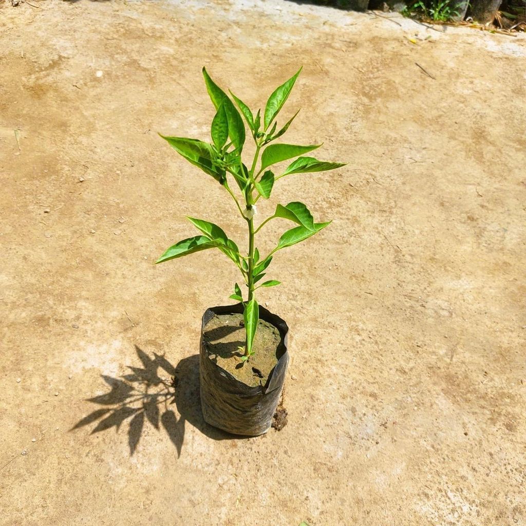 Buy Chilli / Mirchi Plant in 3 Inch Nursery bag Online | Urvann.com Chilli / Mirchi Plant in 3 Inch Nursery bag