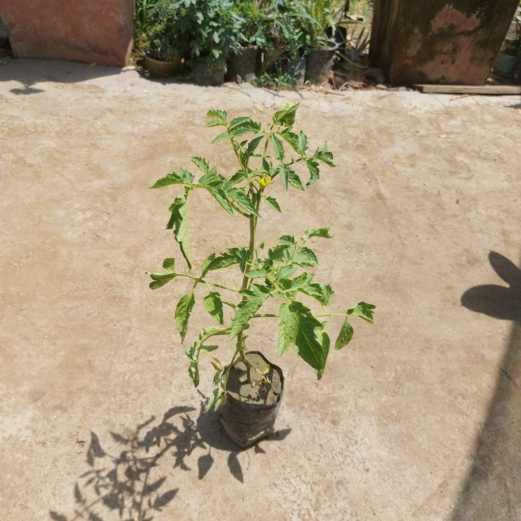 Buy Tomato in 3 Inch Nursery bag Online | Urvann.com Tomato in 3 Inch Nursery bag