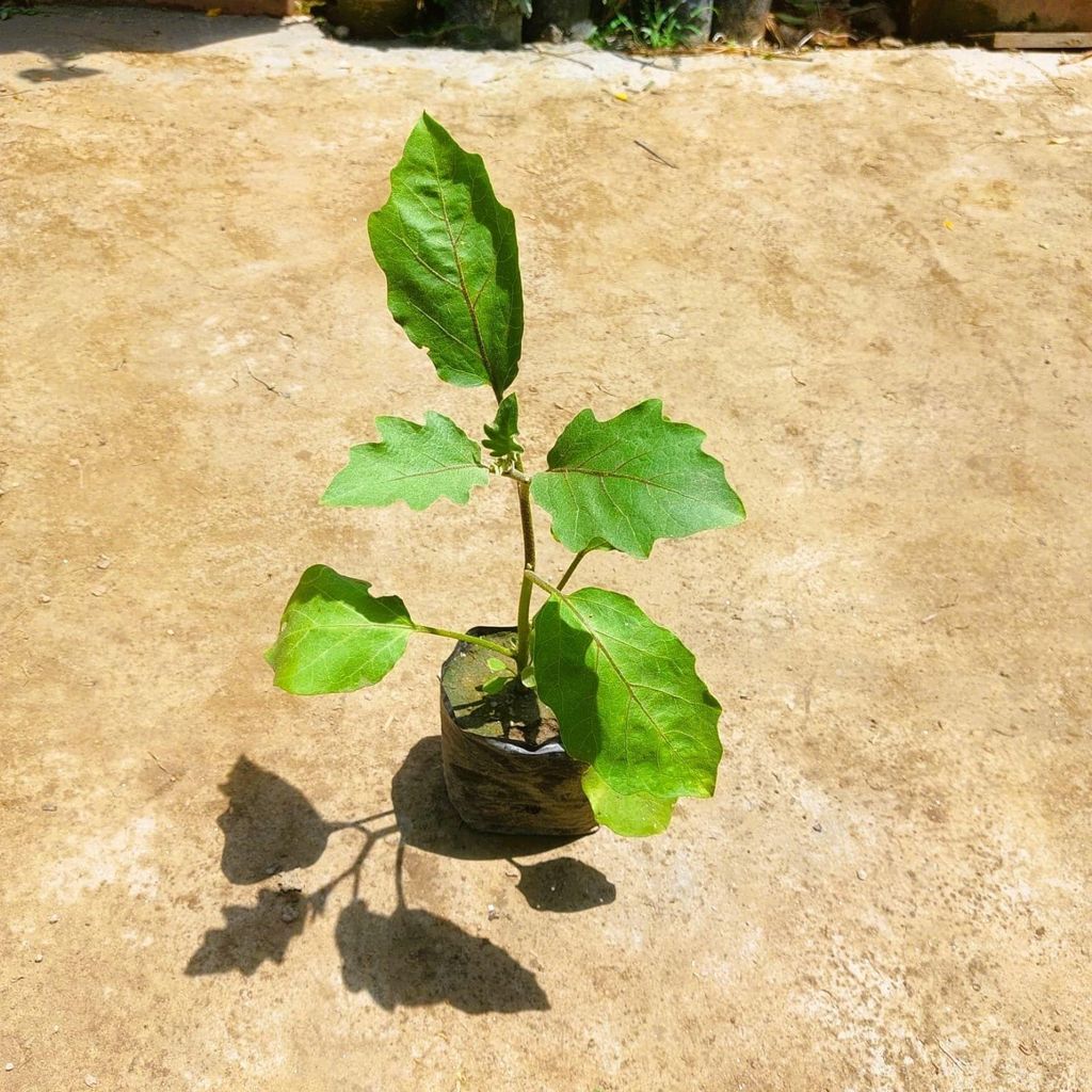 Baigan / brinjal plant in 3 Inch Nursery bag