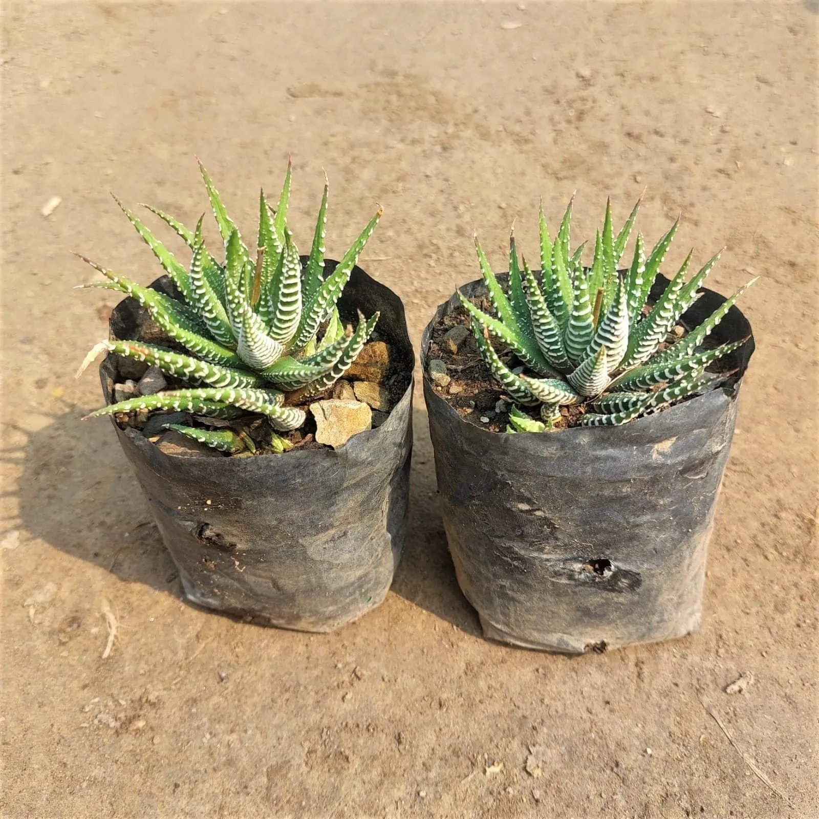 Set of 2 - Howarthia Zabrina in 3 Inch Nursery Bag