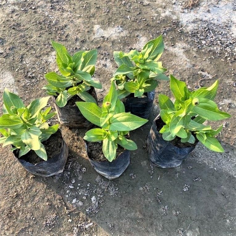Buy Set of 5 - Zinnia Double (Any Colour) In 3 Inch Nursery Bag Online | Urvann.com Set of 5 - Zinnia Double (Any Colour) in 3 Inch Nursery Bag