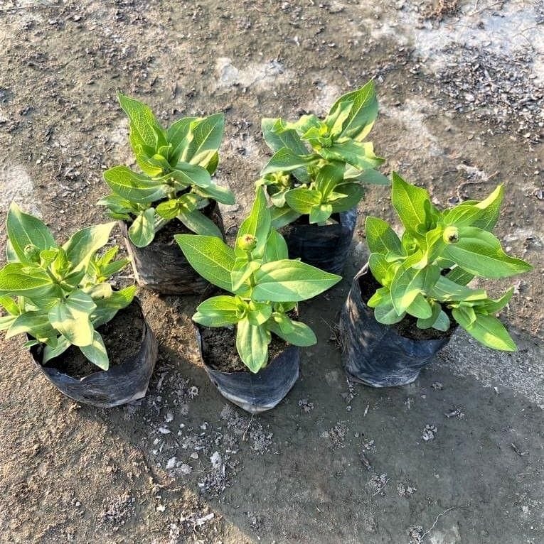 Set of 5 - Zinnia Double (Any Colour) In 3 Inch Nursery Bag