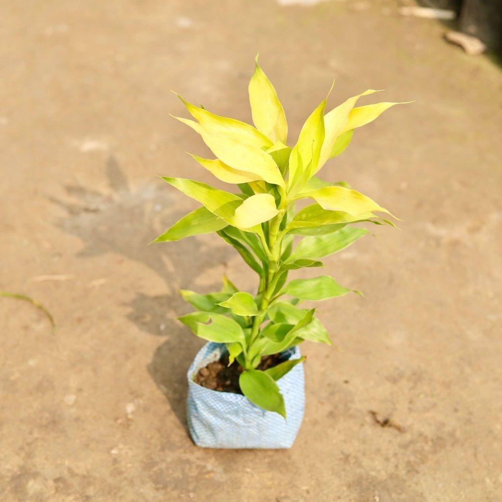 Buy Lucky Bamboo in 4 Inch Nursery Bag Online | Urvann.com Lucky Bamboo in 4 Inch Nursery Bag