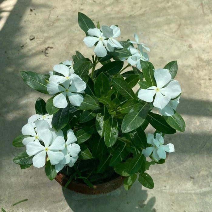 Periwinkle / Sadabahar / Vinca Desi (any colour) in 8 Inch Clay Pot