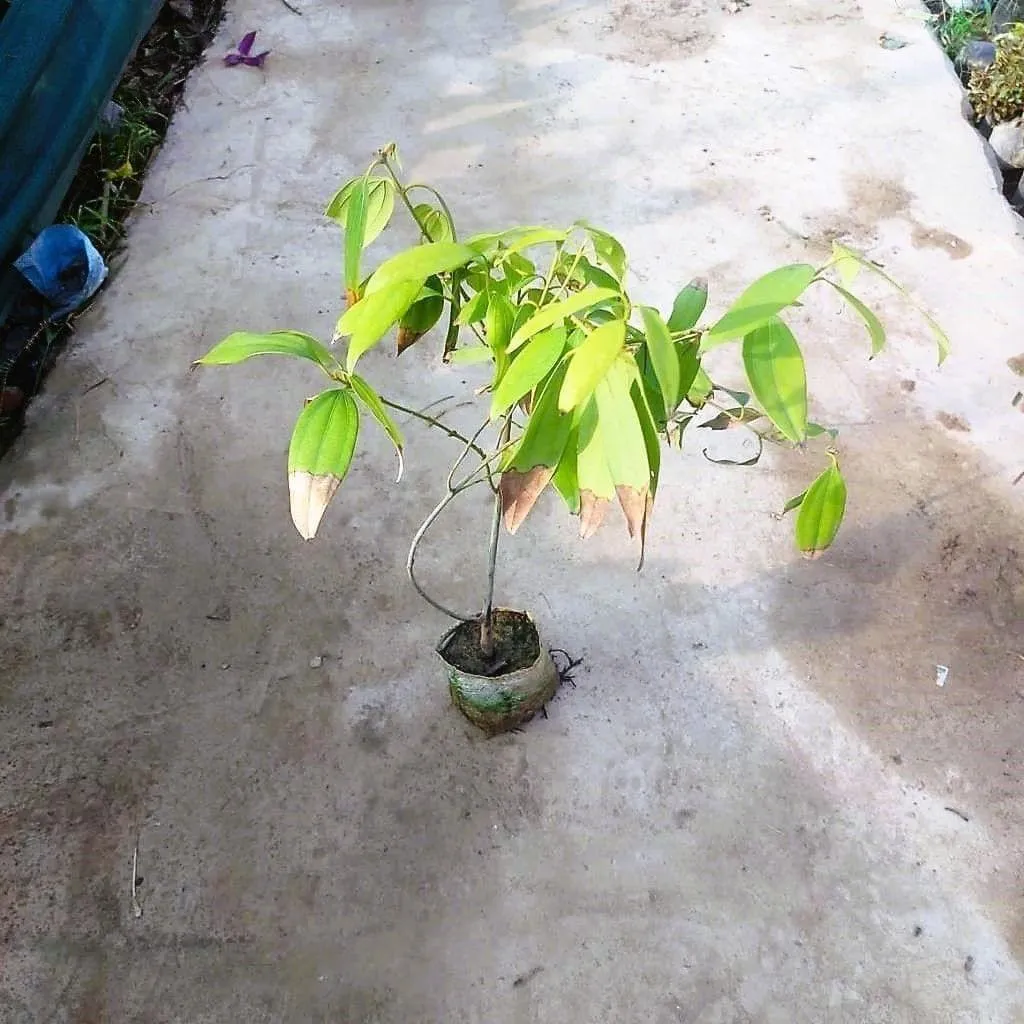 Tej Patta / Bay Leaf in 5 Inch Nursery Bag
