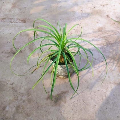 Buy Lolina Palm in 4 Inch Nursery Bag Online | Urvann.com
