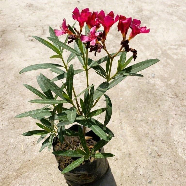 Oleander / Kaner Pink in 5 Inch Nursery Bag