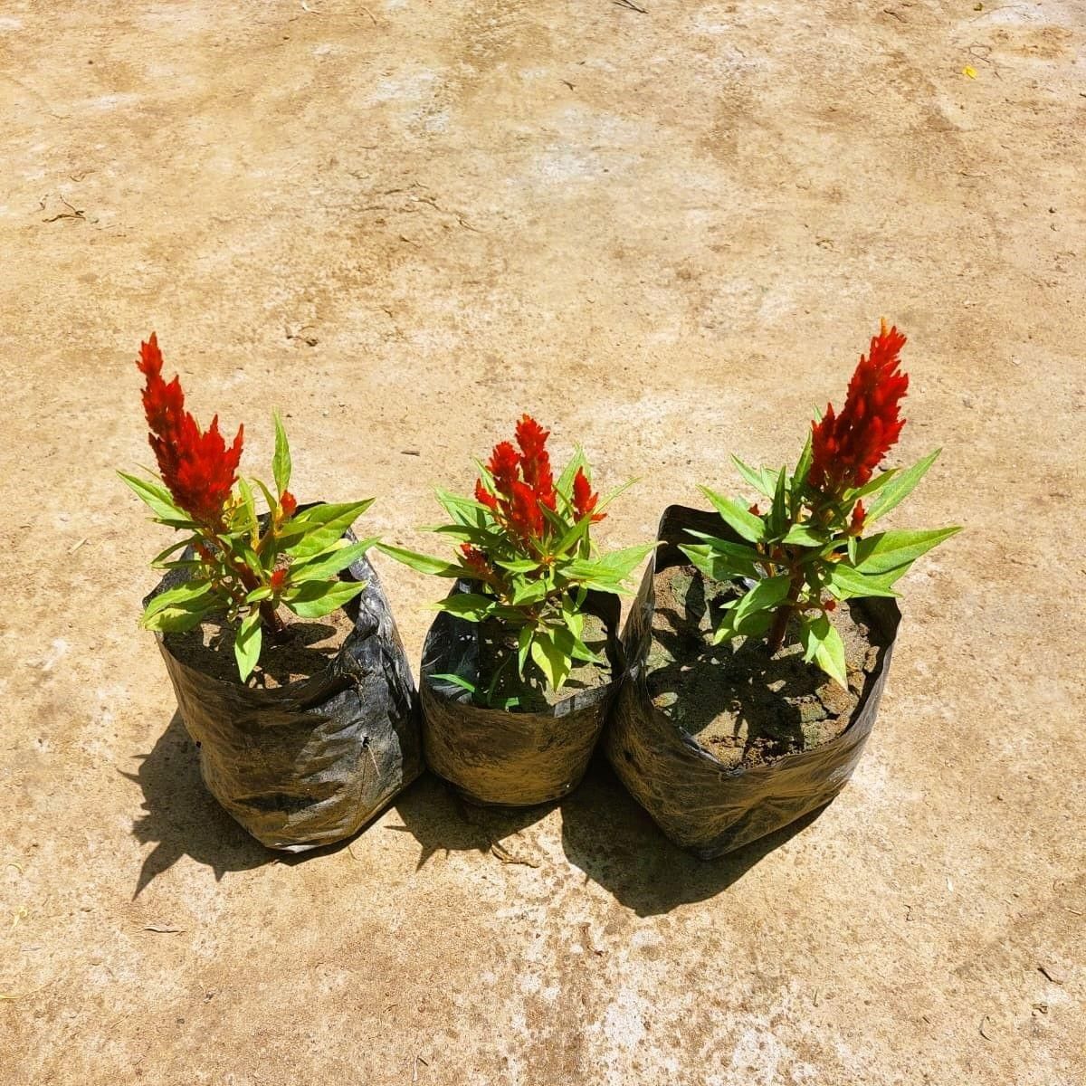 Set of 3 - Celosia / Cockscomb (any colour) in 3 Inch Nursery bag
