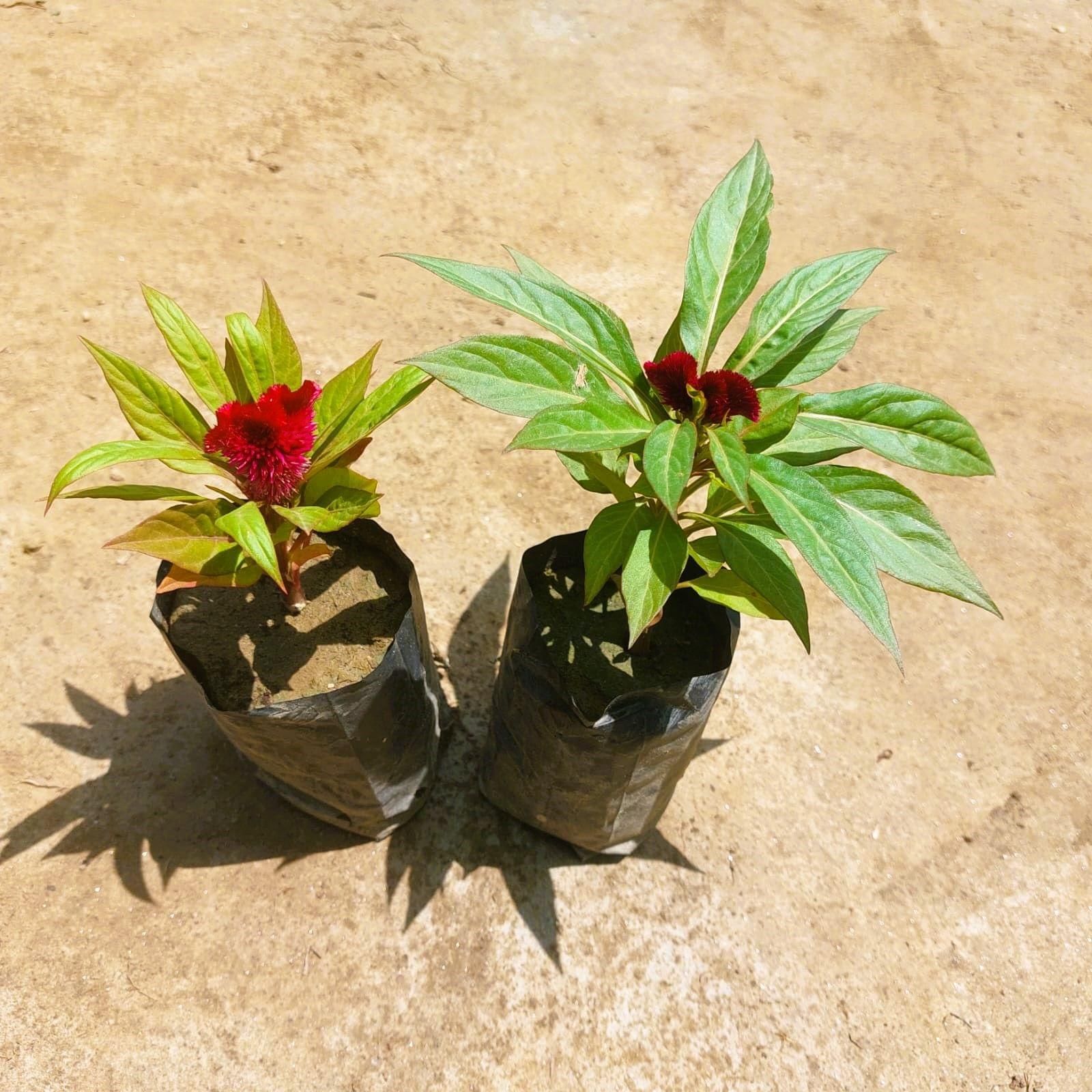 Set of 2 - Celosia / Cockscomb (any colour) in 3 Inch Nursery bag
