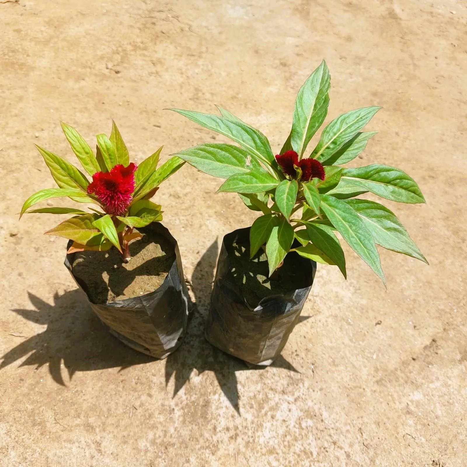 Set of 2 - Celosia / Cockscomb (any colour) in 3 Inch Nursery bag