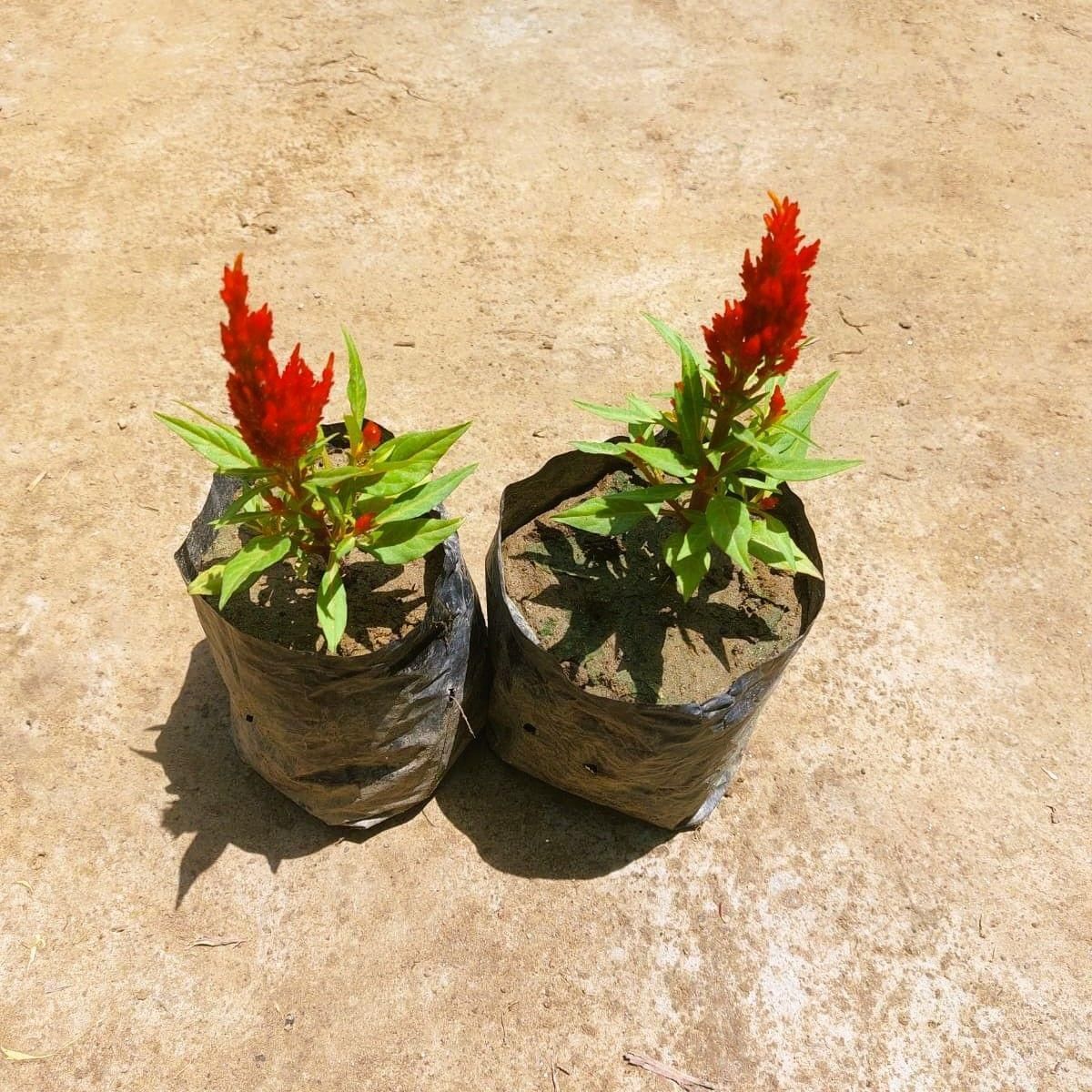 Set of 2 - Celosia / Cockscomb (any colour) in 3 Inch Nursery bag