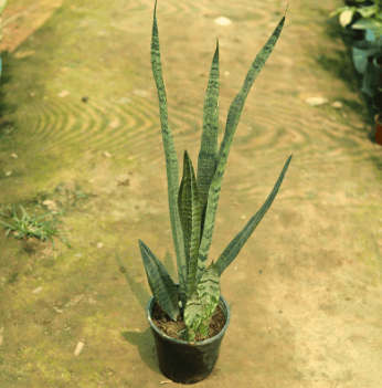 Snake Green Long in 6 Inch Nursery Pot