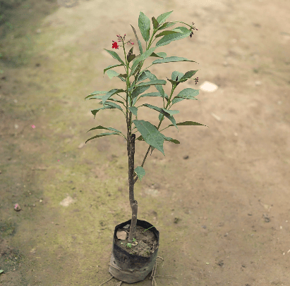 Sundar Rupa / Jatropha Plant (any colour) in 4 Inch Nursery Bag