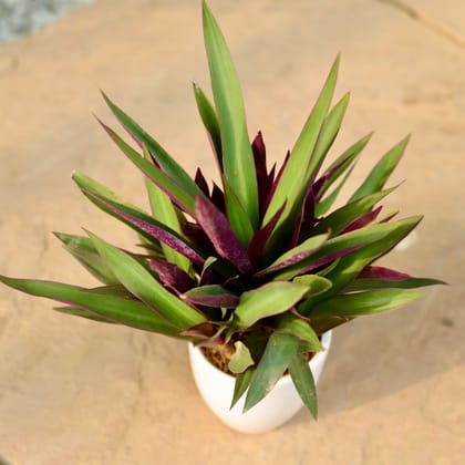 Buy Rhoeo / Durangi in 4 Inch Classy White Cup Ceramic Pot Online | Urvann.com