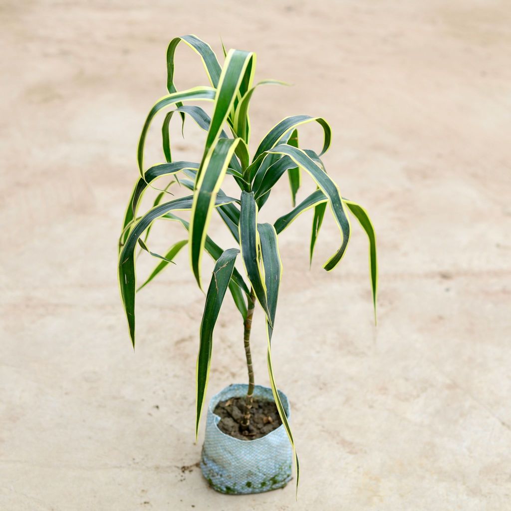 Dracaena Jamaica (~ 1.5- 2 Ft) in 5 Inch Nursery Bag