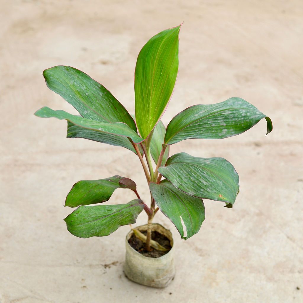 Dracaena Kedarnath in 5 Inch Nursery Bag