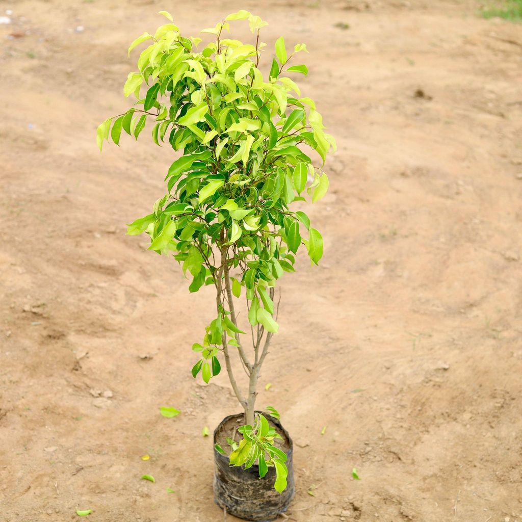 Buy Ficus Reginald in 4 Inch Nursery Bag Online | Urvann.com Ficus Reginald in 4 Inch Nursery Bag