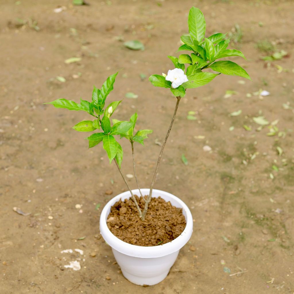 Chandni White in 8 Inch White Classy Plastic Pot