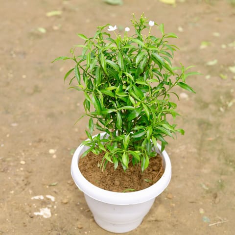 Chandni (any colour) in 8 Inch White Classy Plastic Pot