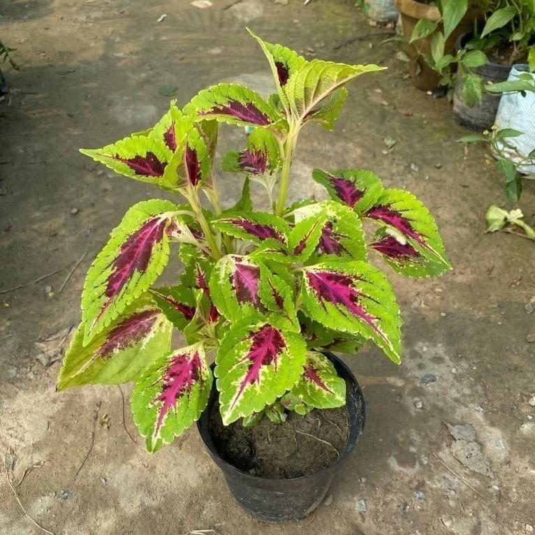 Coleus (any colour & design) in 6 Inch Nursery Pot Coleus (any colour & design) in 6 Inch Nursery Pot