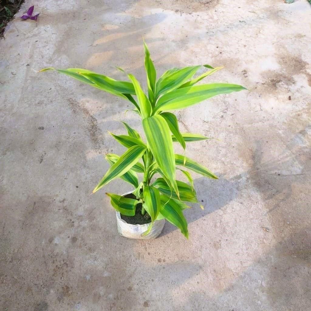Buy Lucky Bamboo in 4 Inch Nursery Bag Online | Urvann.com Lucky Bamboo in 4 Inch Nursery Bag