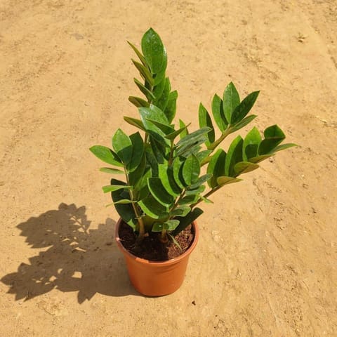 Zz Green in 5 Inch Nursery Pot
