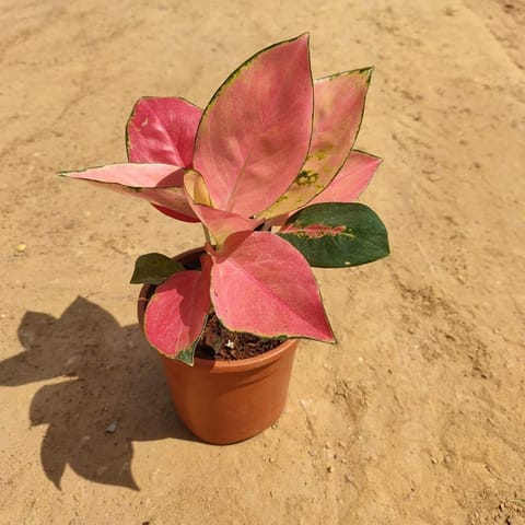 Aglaonema Pink in 5 Inch Nursery Pot