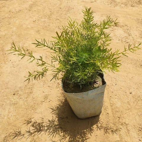 Asparagus Dwarf in 4 Inch Nursery Bag