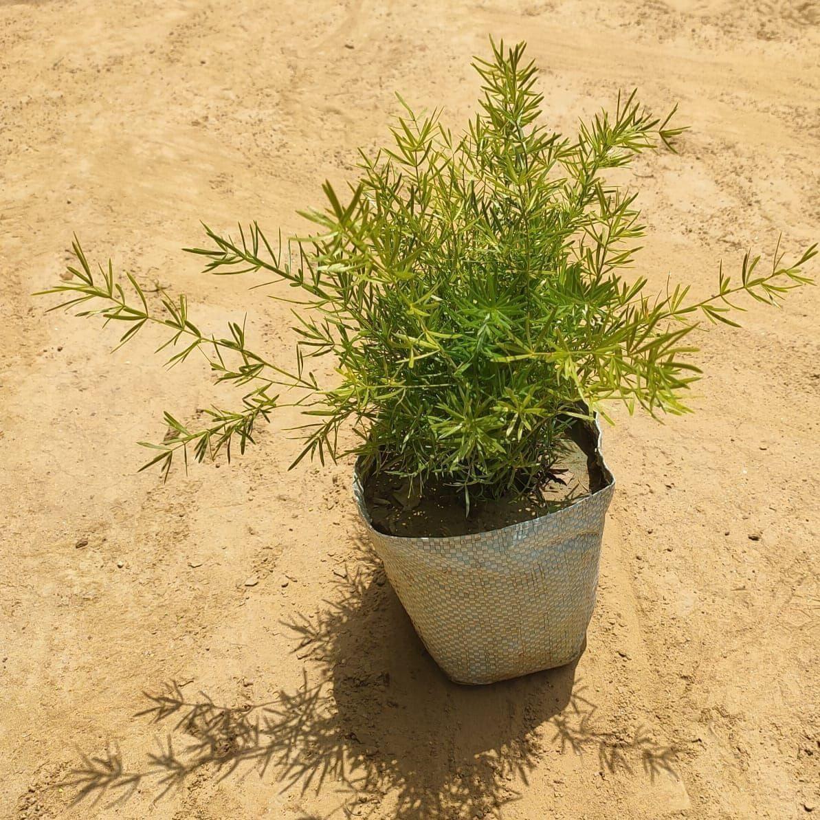 Asparagus Dwarf in 4 Inch Nursery Bag