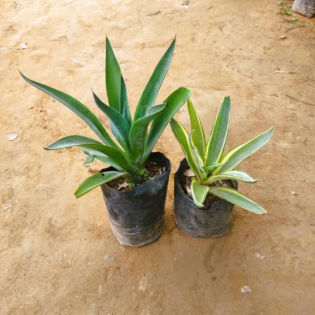 Set Of 2 - Agave / Century Plant Green & Variegated in 6 Inch Nursery Bag
