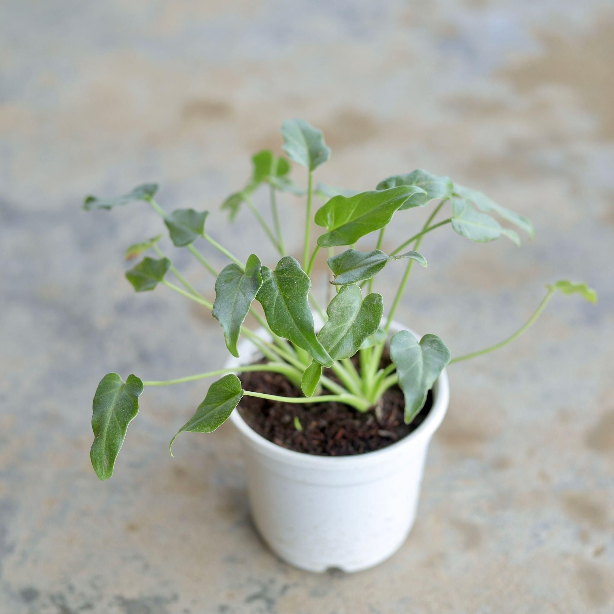 Dwarf Xanadu in 4 Inch White Nursery Pot
